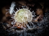 Kugelspringer (Sminthuridae, Collembola) von dem erst kürzlich entdeckten Pilz Pandora batellata parasitiert. Kugelspringer sind sehr klein, sie werden nur 0,5 bis 2 mm groß.